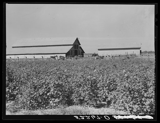 Stockbarns with cotton field in foreground. Marcella Plantation, Mileston, Mississippi Delta, Mississippi