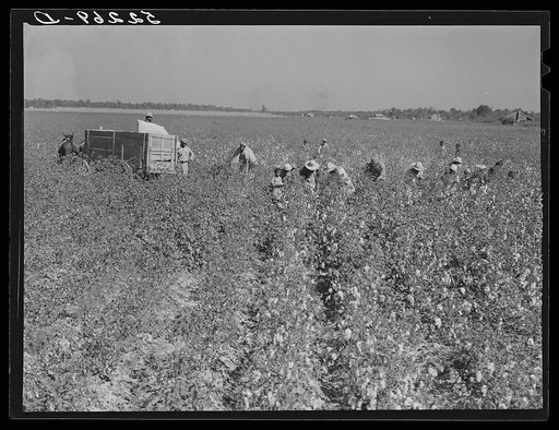 Picking cotton. Mileston Plantation, Mileston, Mississippi Delta, Mississippi