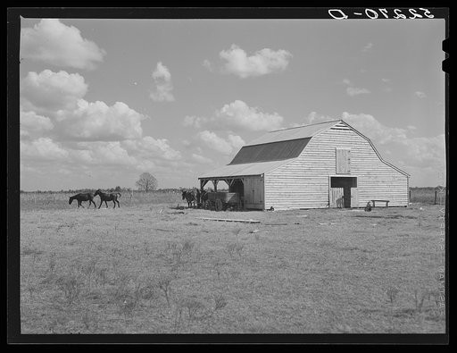Mules and new barn of Cube Walker, tenant purchase client. Belzoni, Mississippi Delta, Mississippi