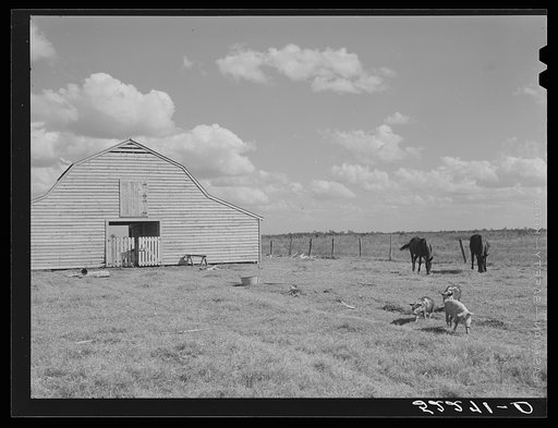 Untitled photo, possibly related to: Mules and new barn of Cube Walker, tenant purchase client. Belzoni, Mississippi Delta, Mississippi
