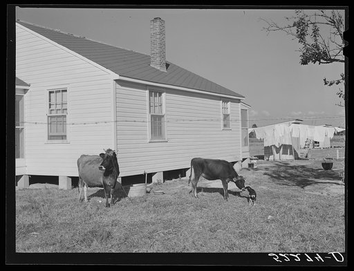 Untitled photo, possibly related to: Cow and new home of Cube Walker, Negro tenant purchase client. Belzoni, Mississippi Delta, Mississippi