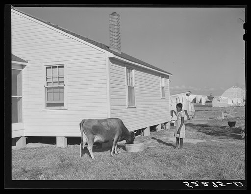 Cow and new home of Cube Walker, Negro tenant purchase client. Belzoni, Mississippi Delta, Mississippi