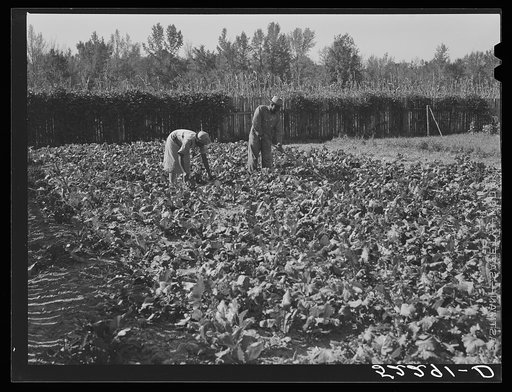 Negro tenants working in their garden of turnip greens. Good Hope Plantation, Mississippi Delta, Mississippi