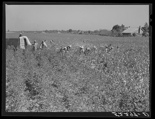 Picking cotton on Marcella Plantation. Mississippi Delta, Mississippi