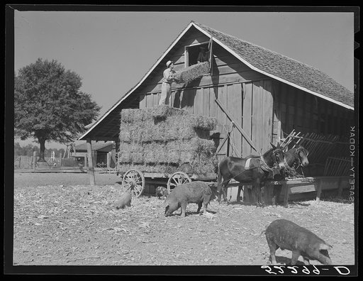 Untitled photo, possibly related to: Wagonload of hay being put into a barn on Marcella Plantation. Mileston, Mississippi Delta, Mississippi