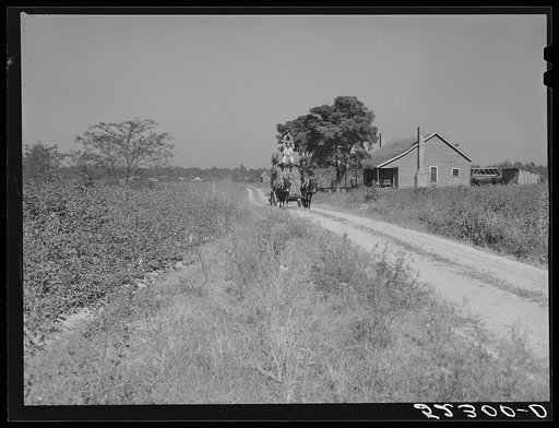Untitled photo, possibly related to: A load of hay being hauled to the barn on Marcella Plantation. Mileston, Mississippi