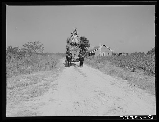 A load of hay being hauled to the barn on Marcella Plantation. Mileston, Mississippi