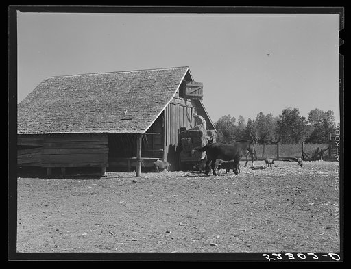 Untitled photo, possibly related to: Wagonload of hay being put into a barn on Marcella Plantation. Mileston, Mississippi Delta, Mississippi