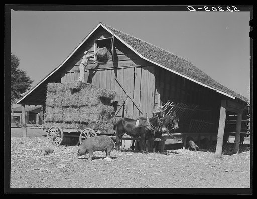 Wagonload of hay being put into a barn on Marcella Plantation. Mileston, Mississippi Delta, Mississippi