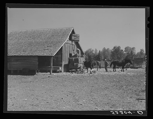 Untitled photo, possibly related to: Wagonload of hay being put into a barn on Marcella Plantation. Mileston, Mississippi Delta, Mississippi