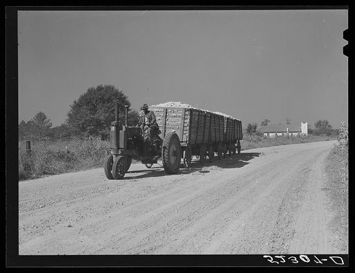 Untitled photo, possibly related to: Tractor for hauling four wagons of cotton holding bales to the gin. Good Hope Plantation. Mileston, Mississippi