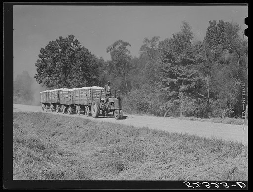 Untitled photo, possibly related to: Tractor for hauling four wagons of cotton holding bales to the gin. Good Hope Plantation. Mileston, Mississippi