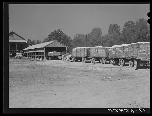 Untitled photo, possibly related to: Tractor hauled in wagons holding bales of cotton at gin of Marcella Plantation. Mileston, Mississippi Delta, Mississippi