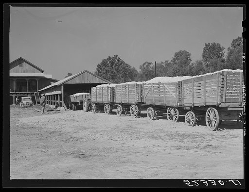 Tractor hauled in wagons holding bales of cotton at gin of Marcella Plantation. Mileston, Mississippi Delta, Mississippi