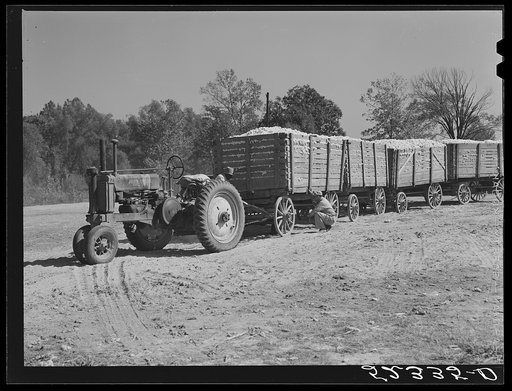 Untitled photo, possibly related to: Tractor for hauling four wagons of cotton holding bales to the gin. Good Hope Plantation. Mileston, Mississippi
