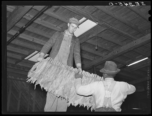 When the tobacco is brought inside the warehouse on the trailer it is taken off the sticks and packed in baskets for the auction sale. Durham, North Carolina