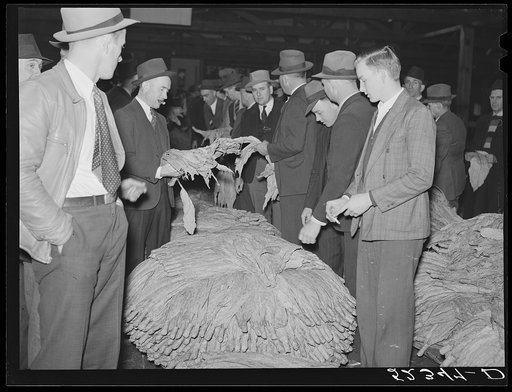 Buyers examining tobacco during auction sale in warehouse. Durham, North Carolina