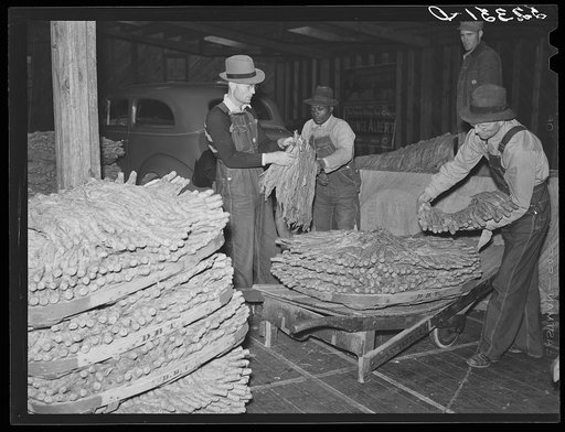 When the tobacco is brought inside the warehouse on the trailer it is taken off the sticks and packed in baskets for the auction sale. Durham, North Carolina