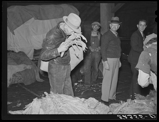 Farmer smelling tobacco while waiting for auction sale in warehouse. Durham, North Carolina