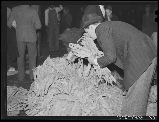 Buyer smelling tobacco while auction sale is in progress. Durham, North Carolina
