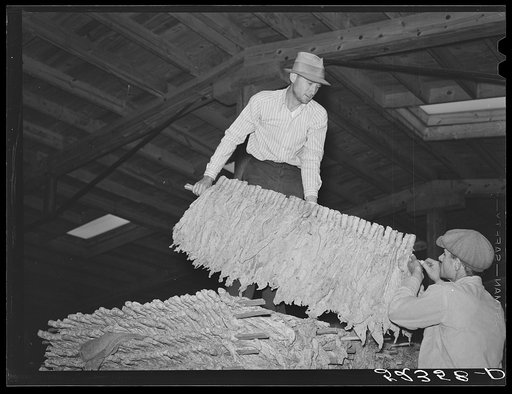 When the tobacco is brought inside the warehouse on the trailer it is taken off the sticks and packed in baskets for the auction sale. Durham, North Carolina