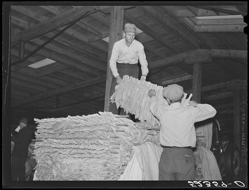 When the tobacco is brought inside the warehouse on the trailer it is taken off the sticks and packed in baskets for the auction sale.  Durham, North Carolina