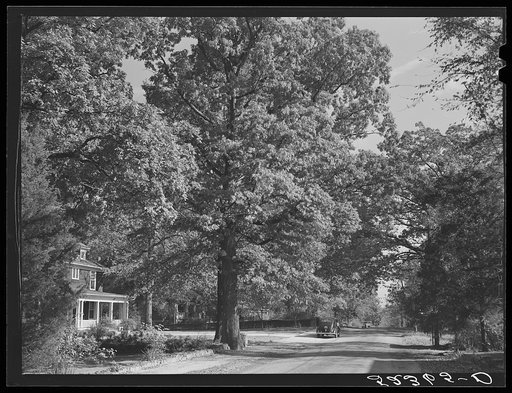 Untitled photo, possibly related to: Street in Chapel Hill, North Carolina