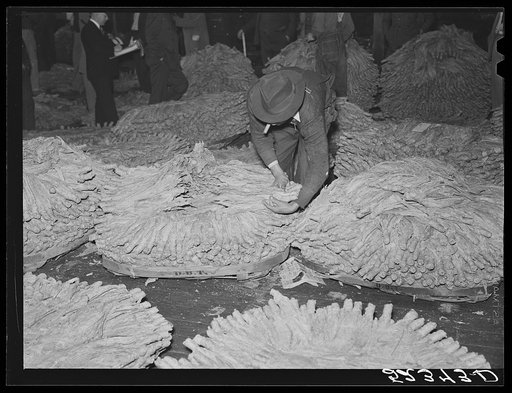 Hands of tobacco placed in baskets according to the grade ready for auction sale in warehouse. Durham, North Carolina