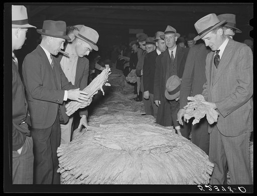 The buyers examining tobacco during auction sale in warehouse. Durham, North Carolina