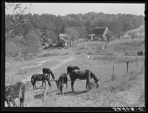General farm scene near Smokey Mountains, Tennessee