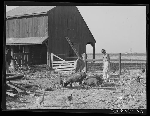 Untitled photo, possibly related to: Farmer on project with some of his stock. Sunflower Plantation, Merigold, Mississippi