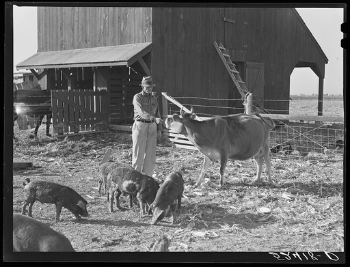 Farmer on project with some of his stock. Sunflower Plantation, Merigold, Mississippi