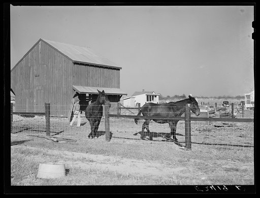 Farmer on project with some of his stock. Sunflower Plantation, Merigold, Mississippi