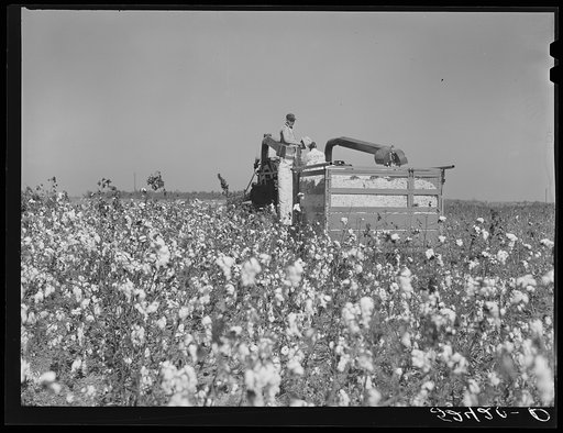 Untitled photo, possibly related to: Picking cotton. Mississippi Delta