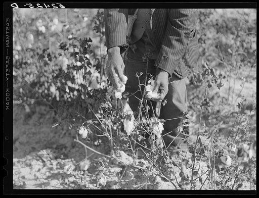 Picking cotton. Mississippi Delta
