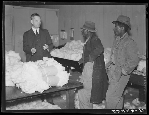 Untitled photo, possibly related to: Negro farmer brings his cotton samples to the cotton broker. Clarksdale, Mississippi Delta