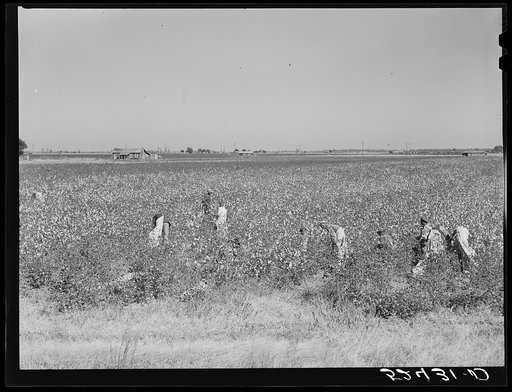 Untitled photo, possibly related to: Day laborers picking cotton near Clarksdale, Mississippi Delta