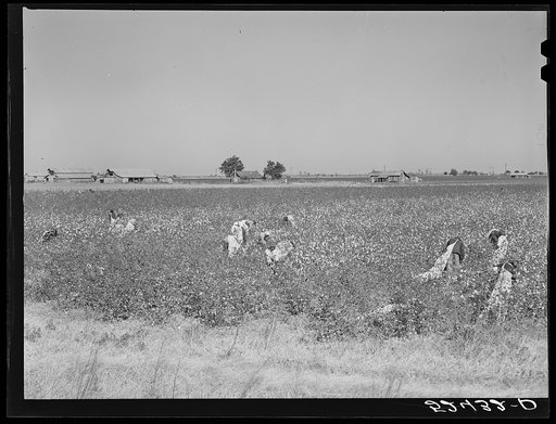 Untitled photo, possibly related to: Day laborers picking cotton near Clarksdale, Mississippi Delta