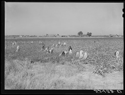 Day laborers picking cotton near Clarksdale, Mississippi Delta