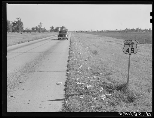Untitled photo, possibly related to: Cotton fallen from wagons on way to gin along main highway. Mississippi Delta