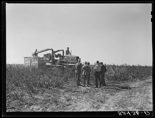 Untitled photo, possibly related to: Picking cotton. Mississippi Delta