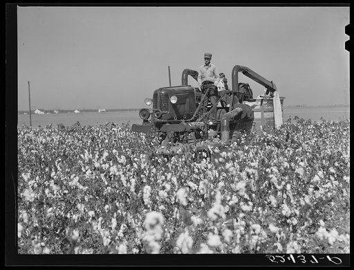 Untitled photo, possibly related to: Picking cotton. Mississippi Delta