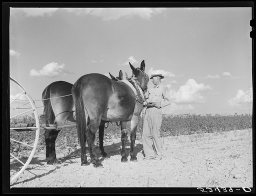 Untitled photo, possibly related to: Tenant purchase client Mr. Crowell, near Isola, Mississippi Delta, with new hay rake and mules