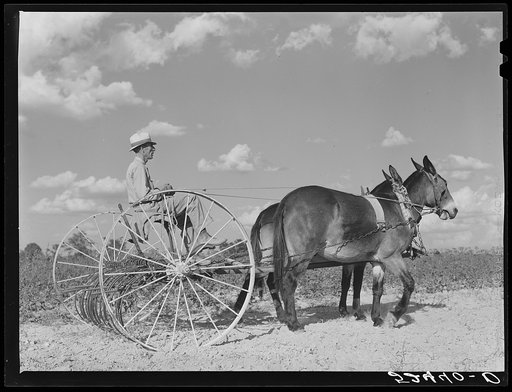 Tenant purchase client Mr. Crowell, near Isola, Mississippi Delta, with new hay rake and mules
