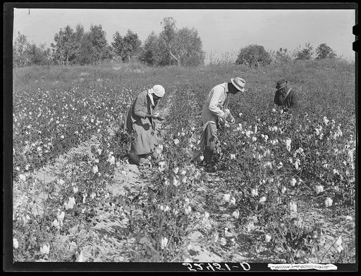 Picking cotton in some of the poorer land. Mississippi Delta, near Clarksdale, Mississippi Delta