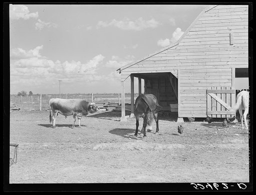 Untitled photo, possibly related to: Stock and barn of white tenant purchase client Mr. Crowell, near Isola, Mississippi Delta