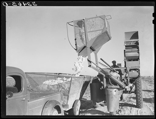 Dumping the cotton from the International cotton picker into the truck on Hopson Plantation, near Clarksdale, Mississippi Delta