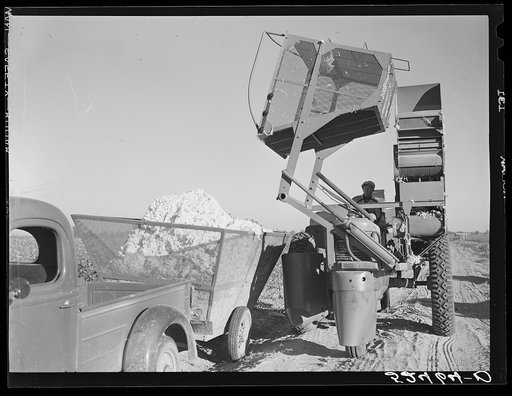 Untitled photo, possibly related to: Dumping the cotton from the International cotton picker into the truck on Hopson Plantation, near Clarksdale, Mississippi Delta