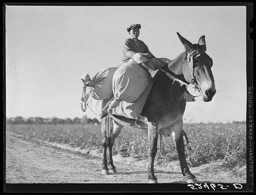 Boy, one of the day laborers bringing sacks of cotton from the field to the truck. Hopson Plantation near Clarksdale, Mississippi Delta