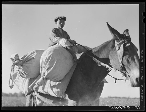 Untitled photo, possibly related to: Boy, one of the day laborers bringing sacks of cotton from the field to the truck. Hopson Plantation near Clarksdale, Mississippi Delta